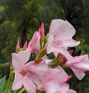 unnamed - 2025-05-31T133040.504